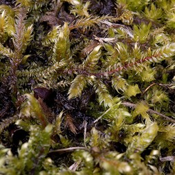 Pleurozium (pleurozium moss)